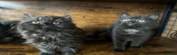 British Shorthair cats for sale: British Shorthair KITTENS  - Advert 10