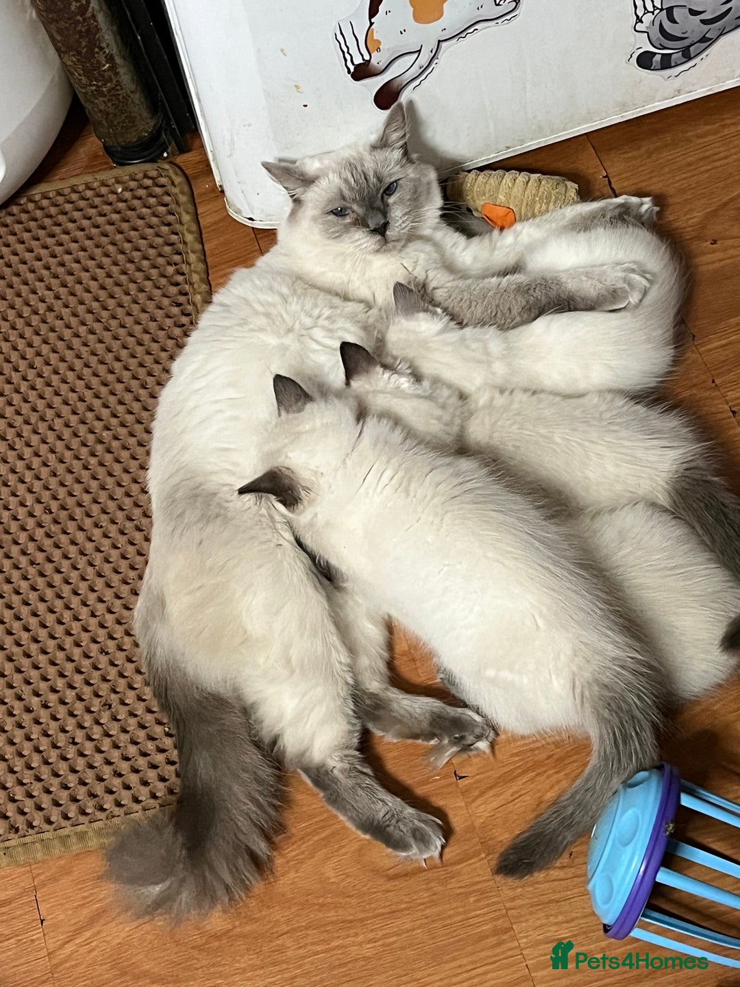 Ragdoll cats for sale: 🐈❤️5 Pure Ragdolls Waiting for Loving Family❗️❤️ - Image 39