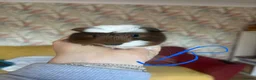 Guinea Pig rodents for sale: Mixed Guinea Pigs for Sale  - Advert 3