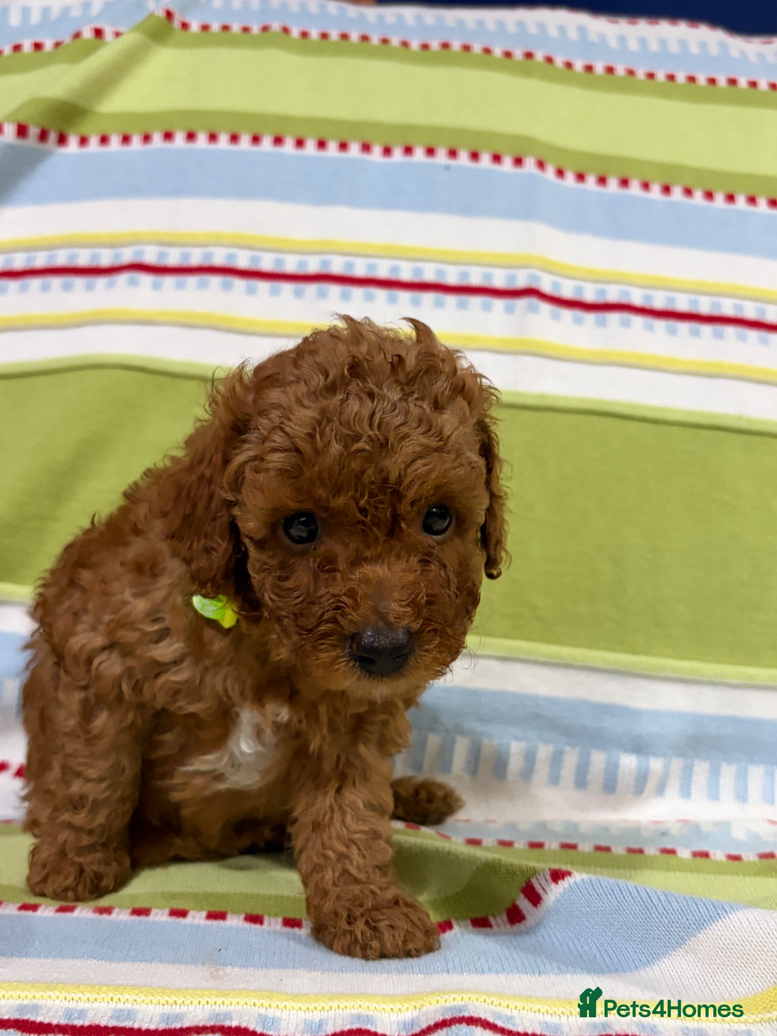 Toy Poodle dogs for sale: KC REGISTERED toy poodle puppies - Advert 5