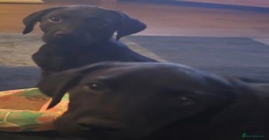 Labrador Retriever dogs - Advert 3