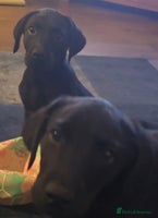 Labrador Retriever dogs - Advert 3
