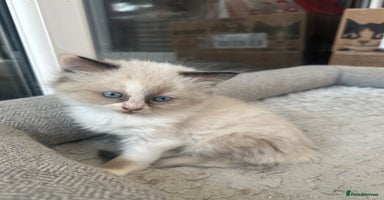 Mixed Breed cats - Advert 12