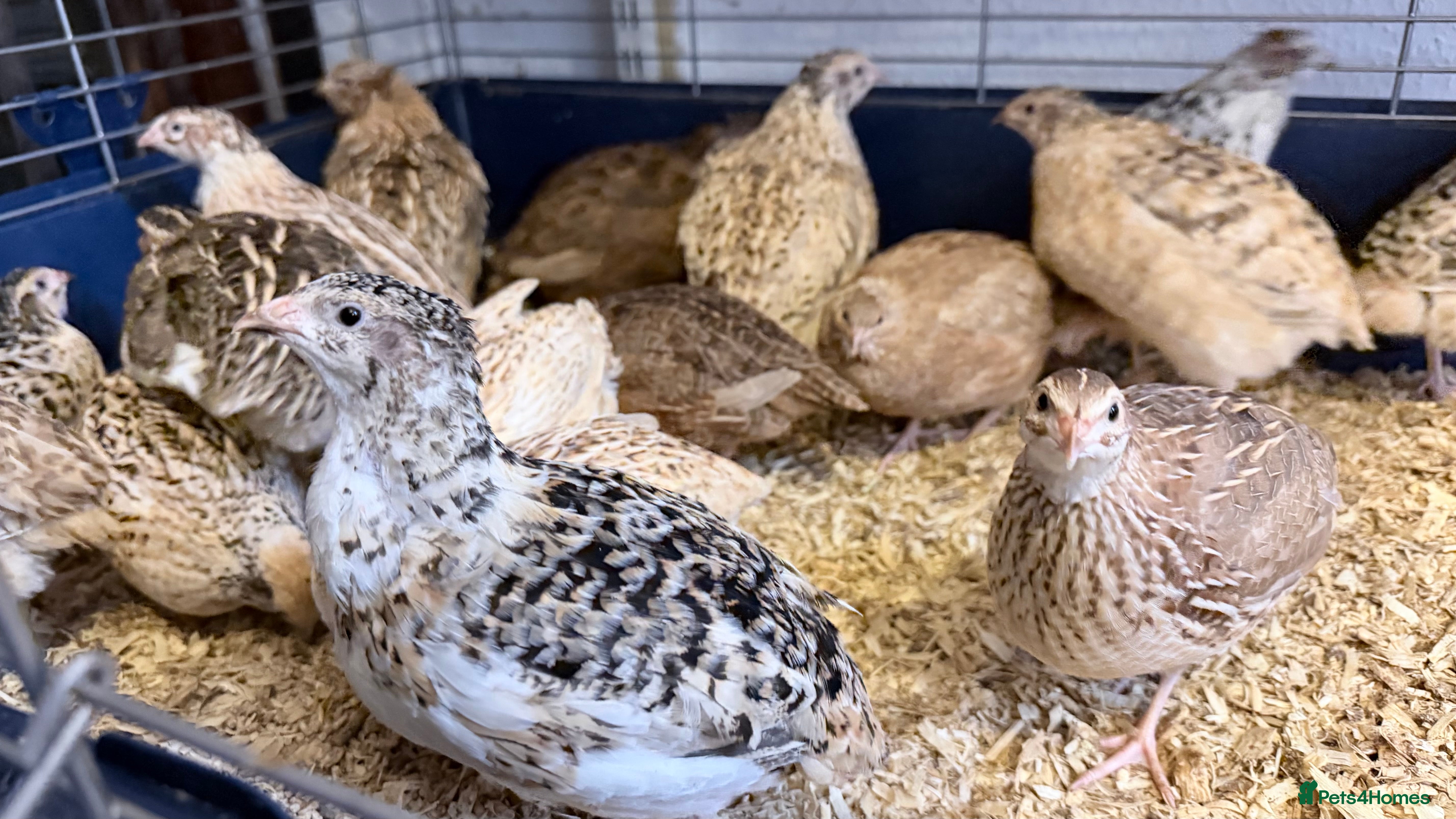 Quail poultry Coturnix Quail, egg laying hens, males, young one - Advert 1
