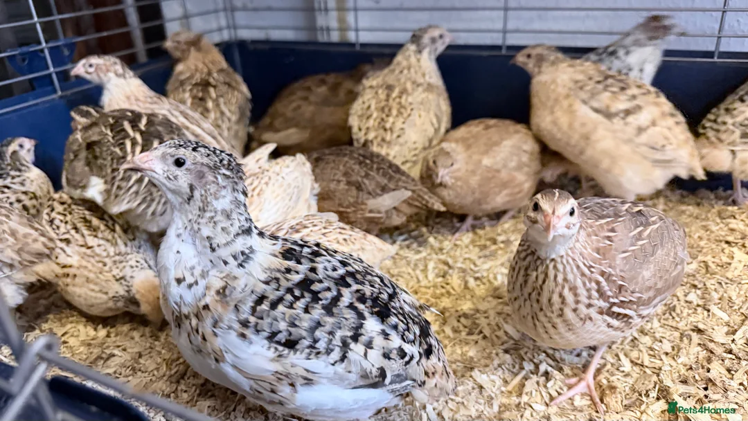Quail poultry for sale: Coturnix Quail, egg laying hens, males, young one - Advert 1