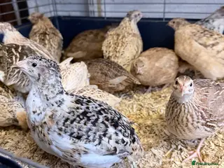 Quail poultry Coturnix Quail, egg laying hens, males, young one - Advert 1