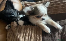 Chihuahua dogs for sale: KC chihuahua long haired boy pup ready now  - Image 4