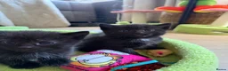 Mixed Breed cats for sale: Litter of beautiful kittens  - Advert 4