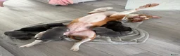 Staffordshire Bull Terrier dogs for sale: Staffordshire bull terriers for sale  - Advert 5