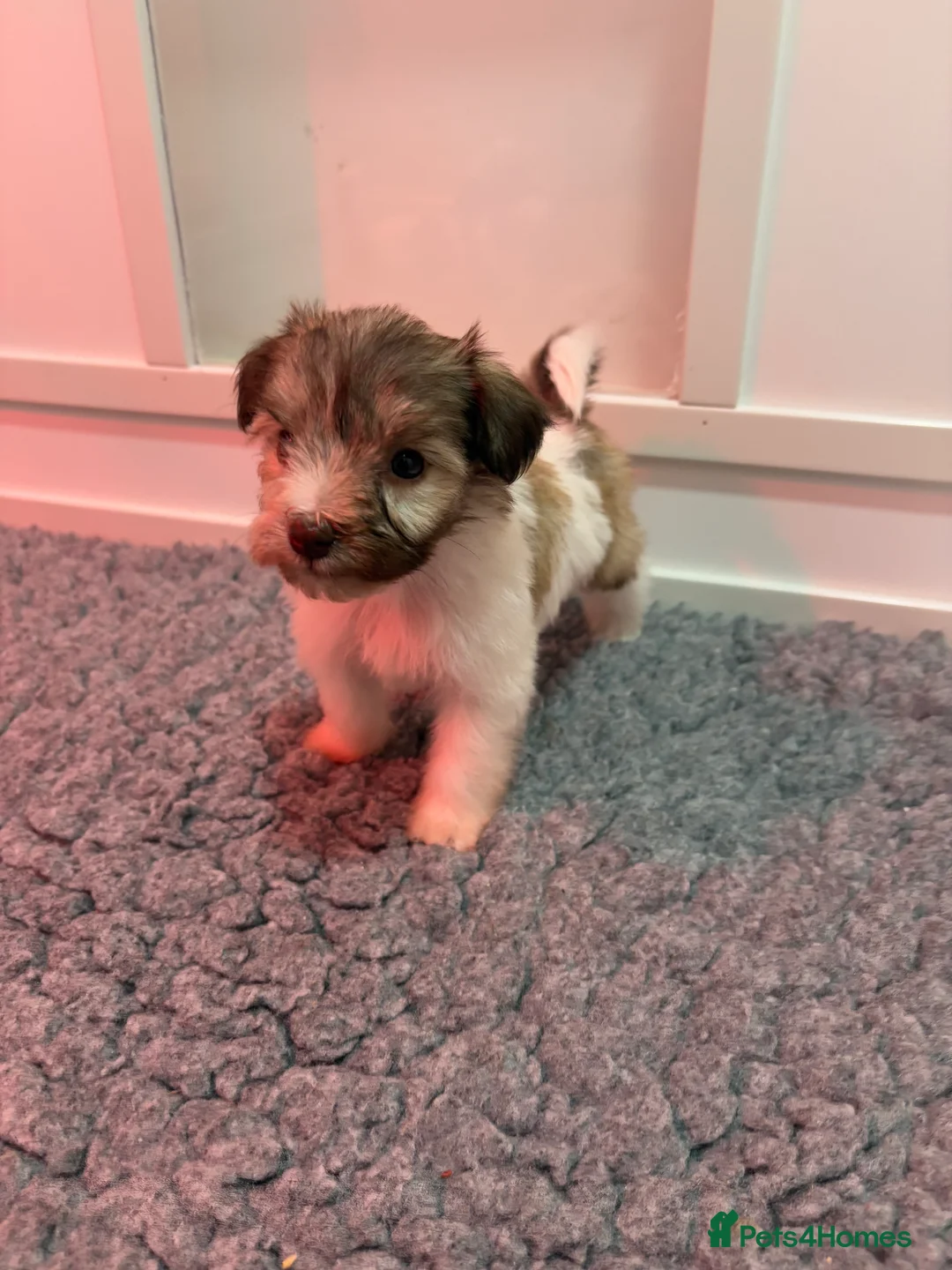 Miniature Schnauzer dogs for sale: SOLD KC Reg Miniature Schnauzers - Advert 24