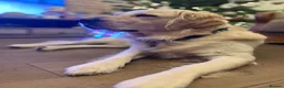 Golden Retriever dogs for sale: Golden Retriever puppies  in Derby - Advert 5