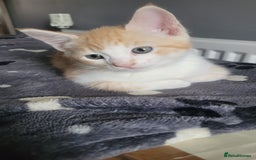 Mixed Breed cats for sale: Gorgeous mixed breed kittens for sale  - Image 6