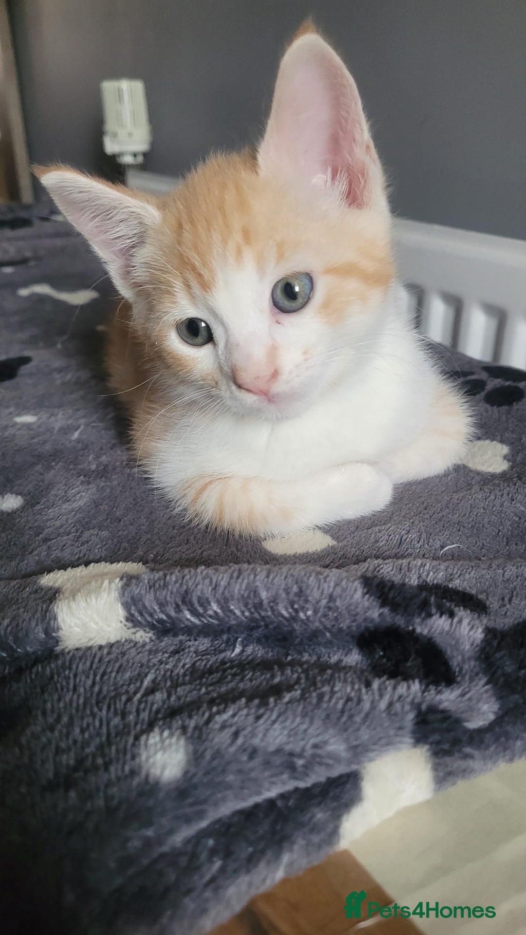 Mixed Breed cats for sale: Gorgeous mixed breed kittens for sale  - Image 6