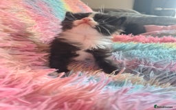 Mixed Breed cats for sale: 4 kittens for sale - Image 2