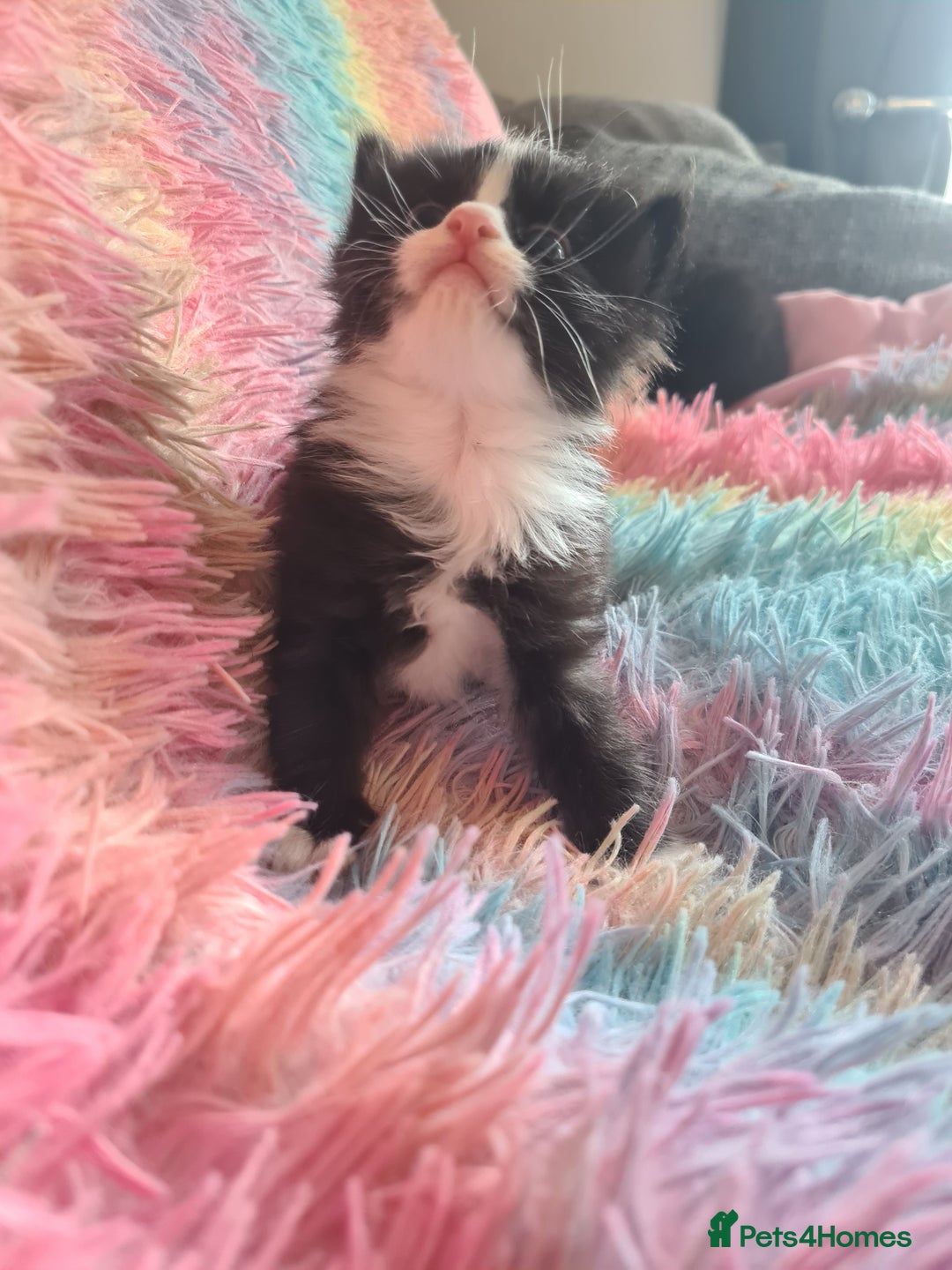 Mixed Breed cats for sale: 4 kittens for sale - Image 2