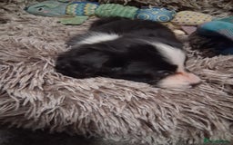 Mixed Breed dogs for sale: Papillon x collie - Image 19