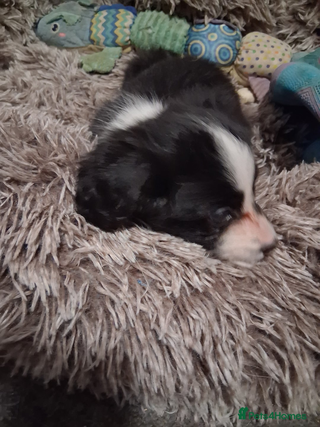 Mixed Breed dogs for sale: Papillon x collie - Image 19