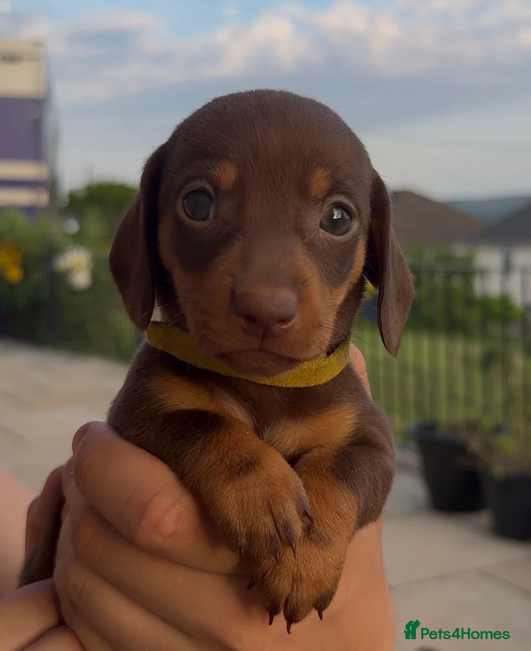 Miniature Dachshund dogs for sale: Gorgeous miniature dachshund puppies - Advert 2