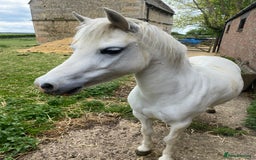 Welsh Section A horses for sale: Prini - Image 1