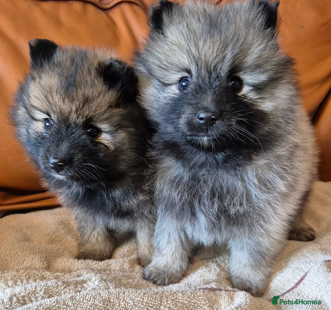 Pomeranian dogs for sale: Beautiful little pomeranians - Advert 9
