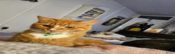 Mixed Breed cats for sale: Young adult Ginger male cat looking for new home - Advert 3