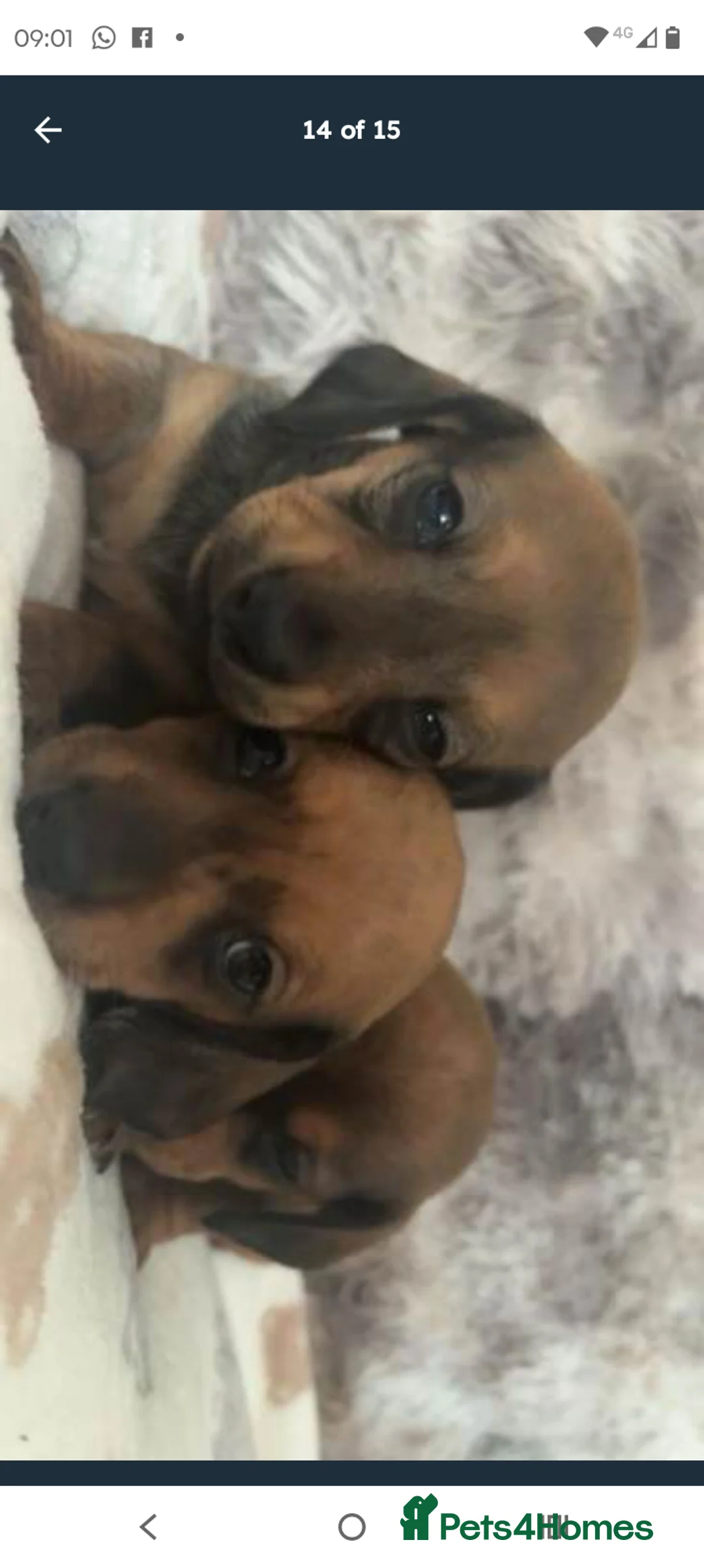 Dachshund dogs for stud: Miniature dashund stud - Advert 3
