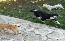 Mixed Breed dogs for adoption: SNOOPYBOLT, a handsome puppy boy for a Loving Home - Image 9