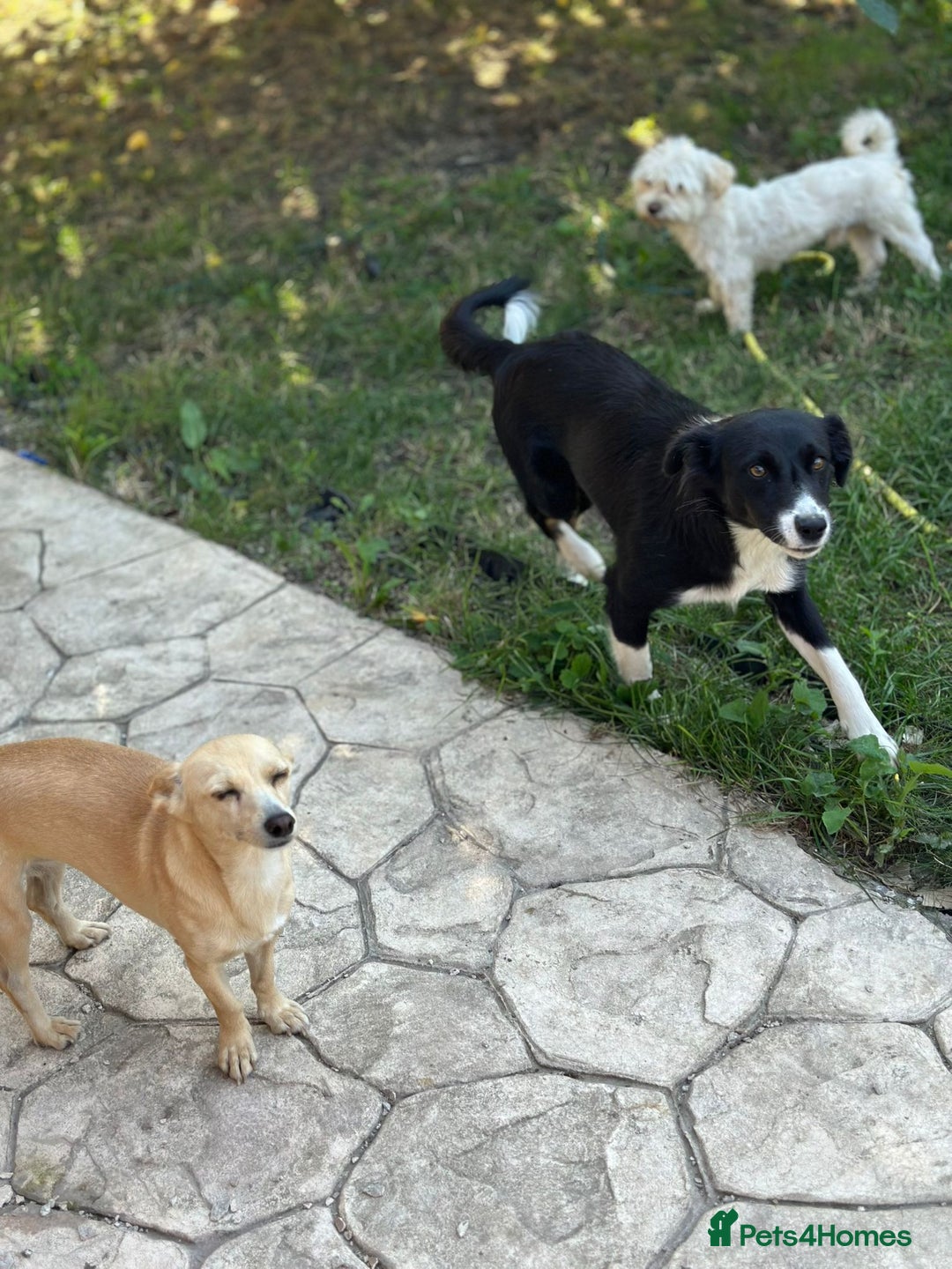 Mixed Breed dogs for adoption: SNOOPYBOLT, a handsome puppy boy for a Loving Home - Image 9