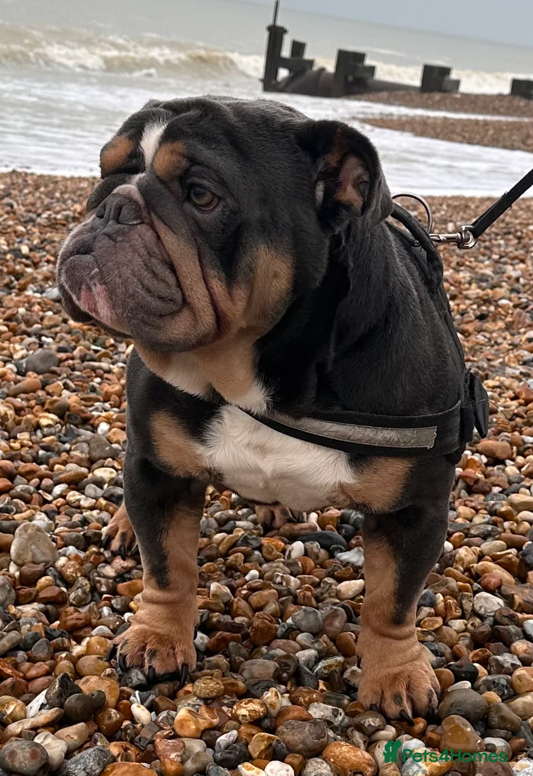 English Bulldog dogs for stud: Blue Tri stud boy  - Advert 20