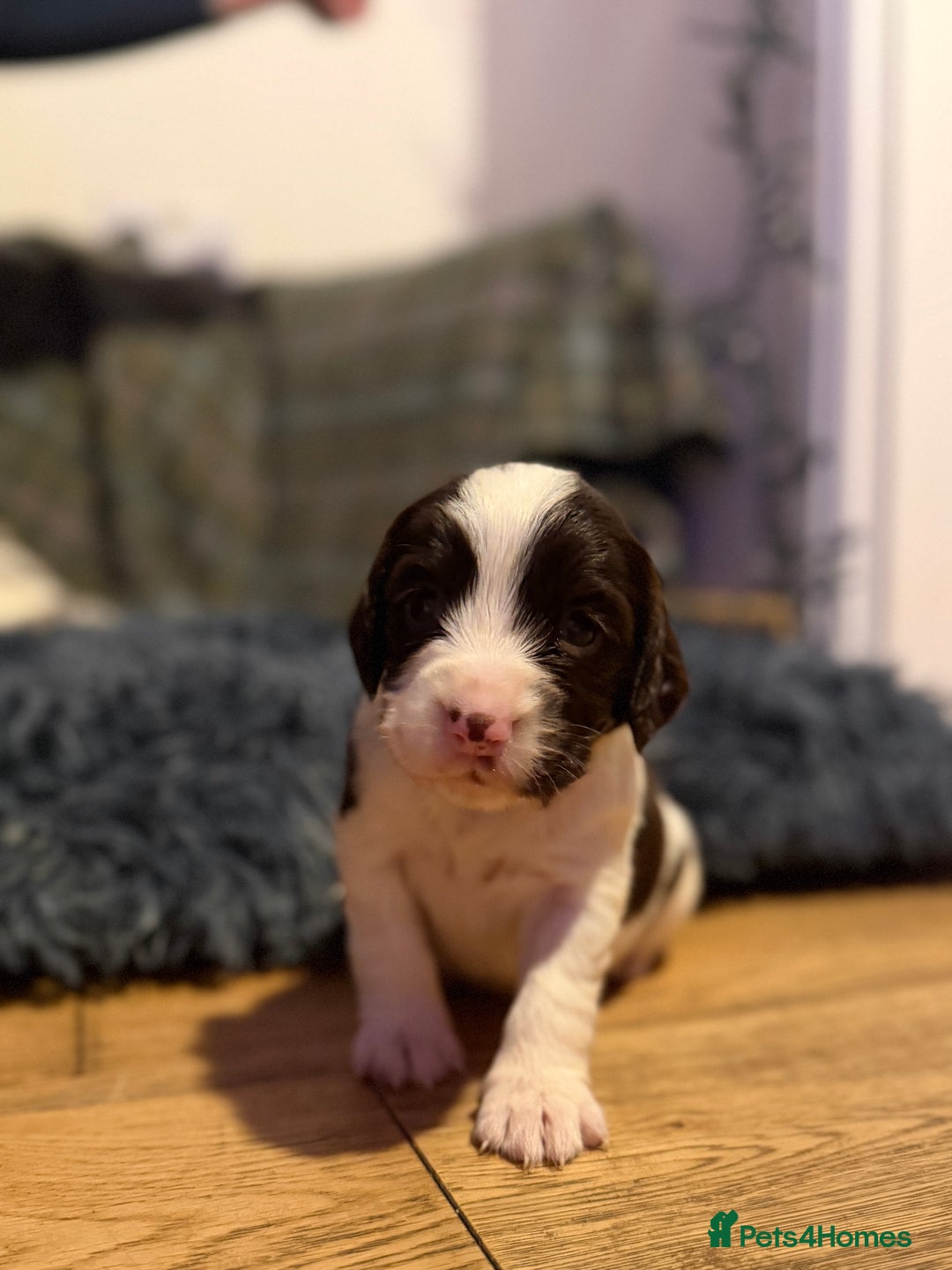 Cocker Spaniel dogs for sale: Cocker Spaniel Merle Puppies  - Advert 7