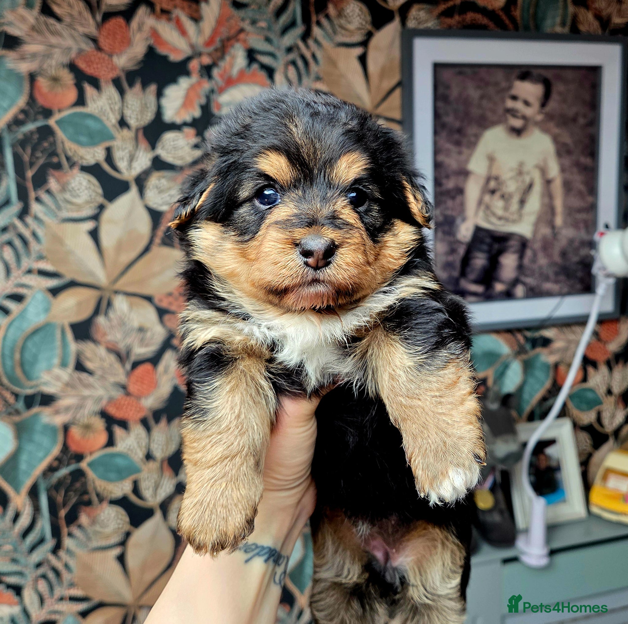 Welsh Corgi Pembroke dogs Stunning Corgipoo Puppies.  - Advert 2