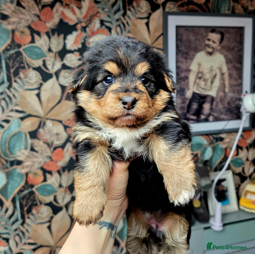 Welsh Corgi Pembroke dogs for sale: Stunning Corgipoo Puppies.  - Advert 2