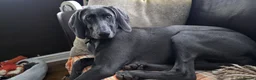 Weimaraner dogs for sale: Lovely adorable Lily  - Advert 2