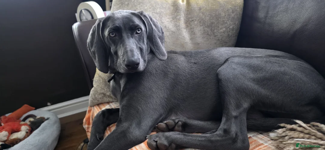 Weimaraner dogs for sale: Lovely adorable Lily  - Advert 2
