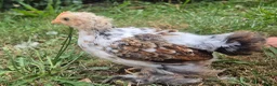 Chickens poultry for sale: Booted Pekin Bantam Rooster - Advert 4