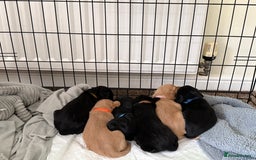 Cocker Spaniel dogs for sale: Cocker spaniel puppies for sale  - Image 17