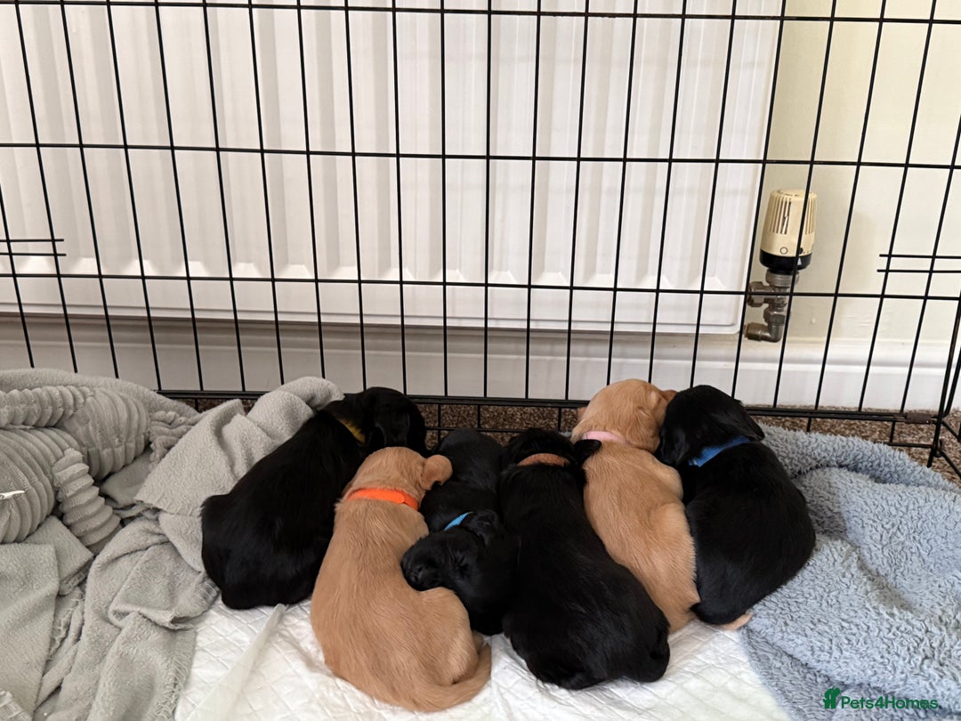Cocker Spaniel dogs for sale: Cocker spaniel puppies for sale  - Image 17