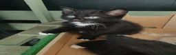 Mixed Breed cats for sale: Mixed breed kittens in Bristol - Advert 2