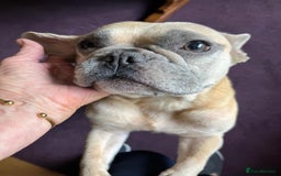 Mixed Breed dogs for sale: French wieners - Image 28