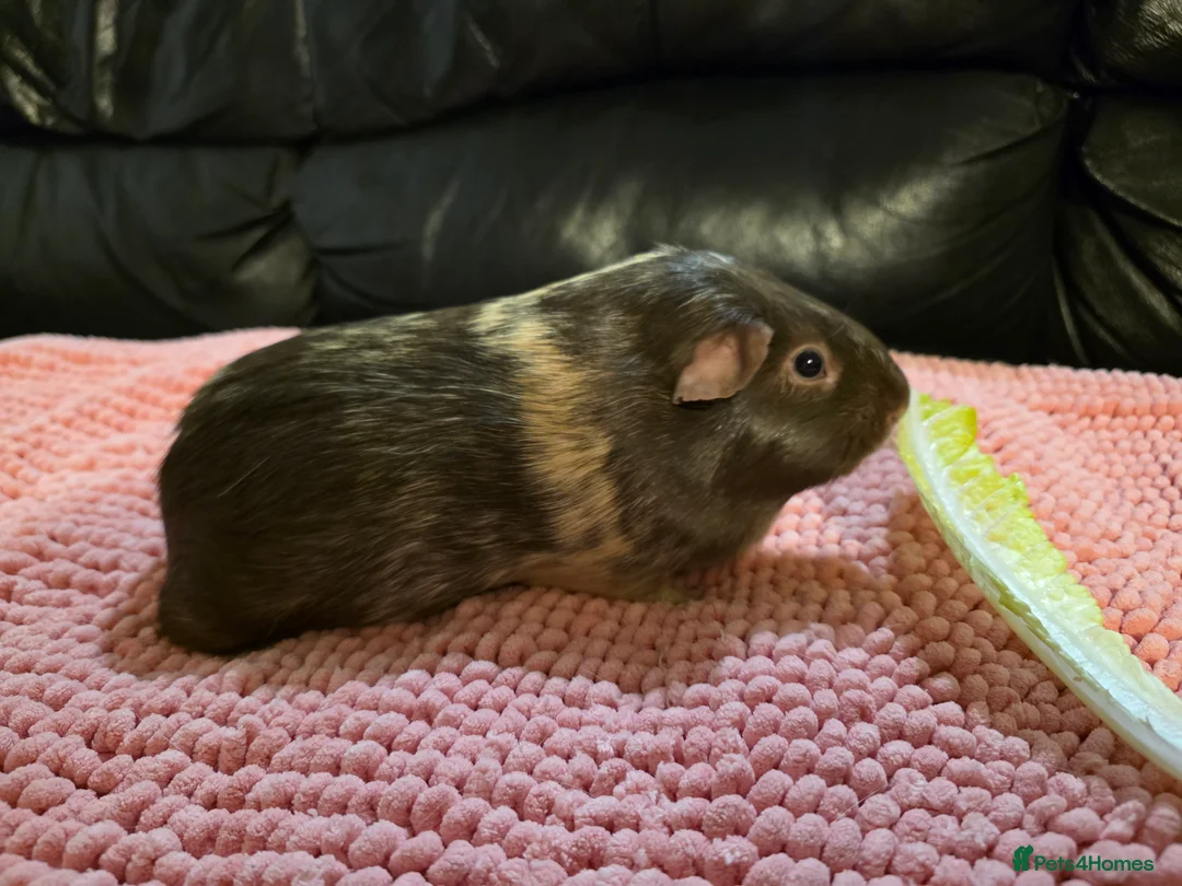 Guinea Pig rodents for sale: 2 female guinea pigs with full set up - Advert 2