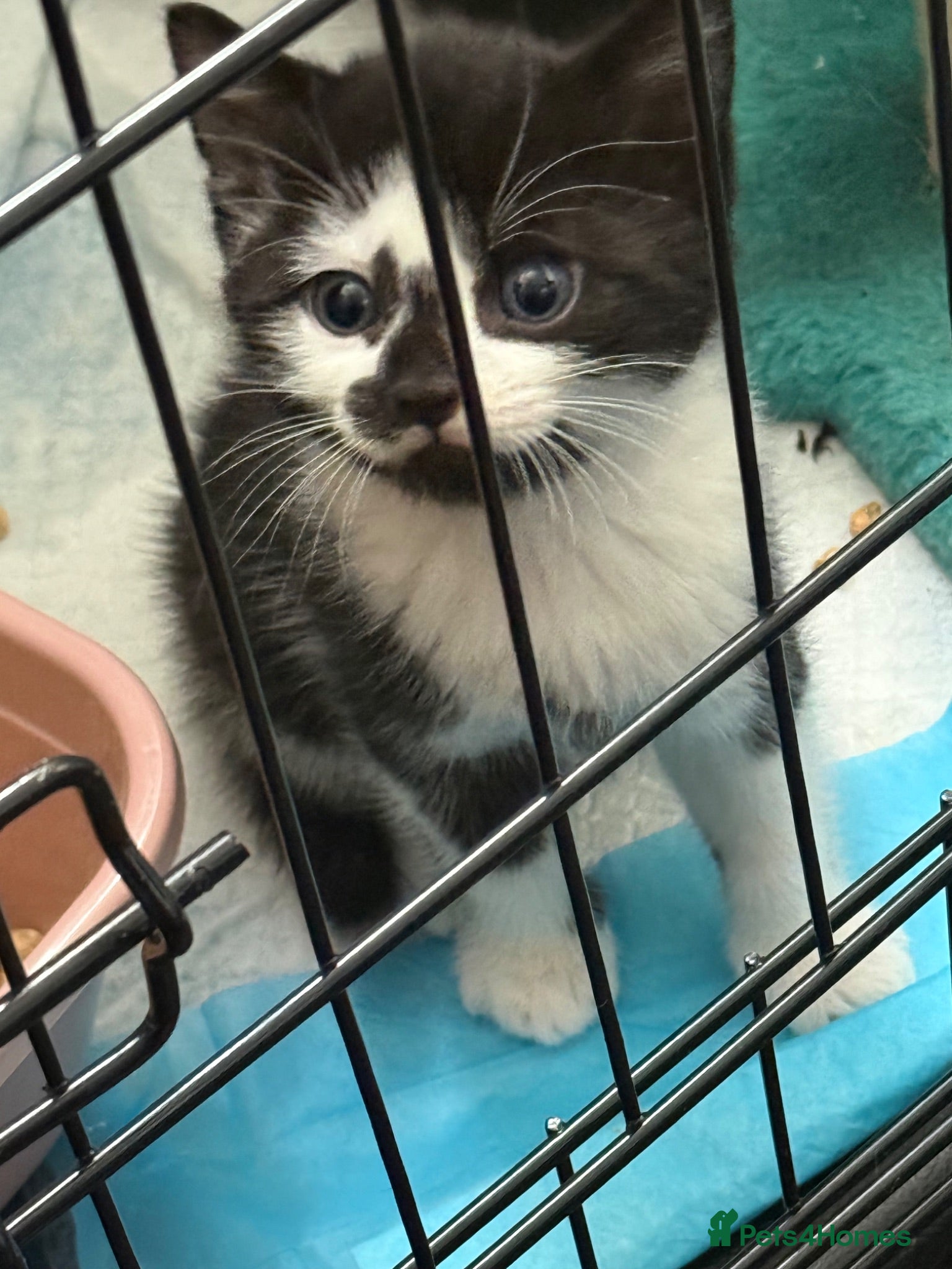 Mixed Breed cats Kittens need a new home - Advert 2