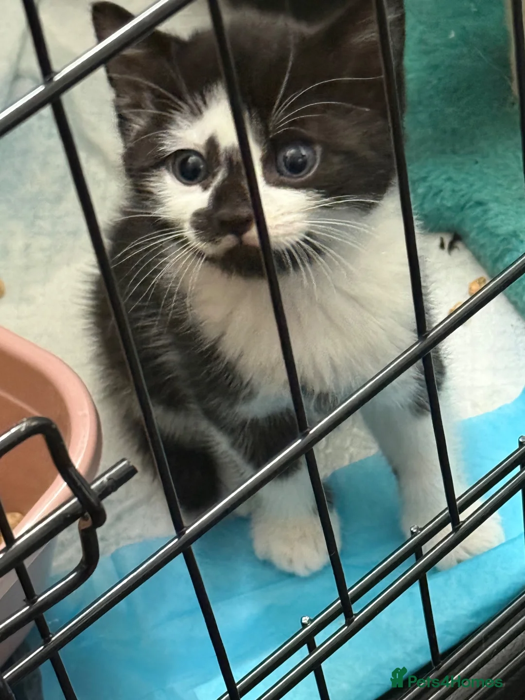 Mixed Breed cats for sale: Kittens need a new home in Wolverhampton - Advert 1