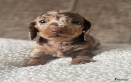 Dachshund dogs for sale: 🌭🌭🌭🌭🌭🌭🌭little dachshunds🌭🌭🌭🌭🌭  - Image 24