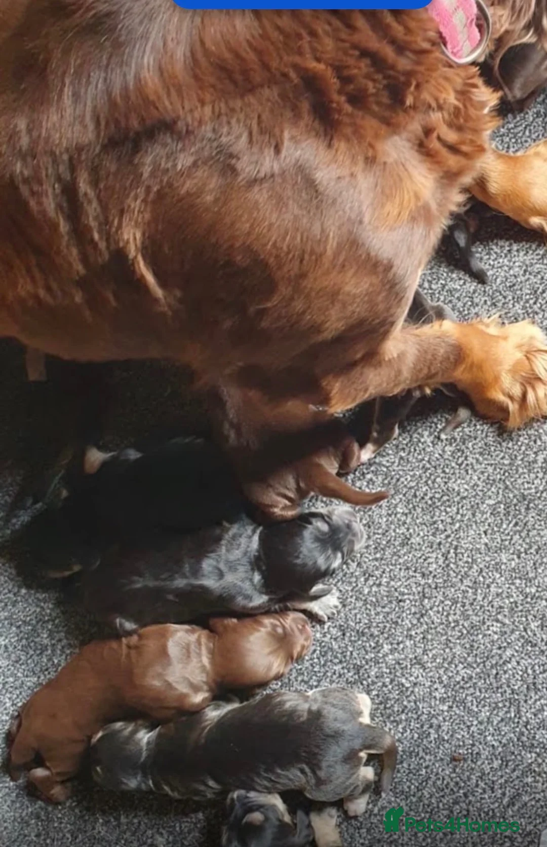 Cocker Spaniel dogs for sale: Show type cocker spaniels in Ipswich - Advert 18