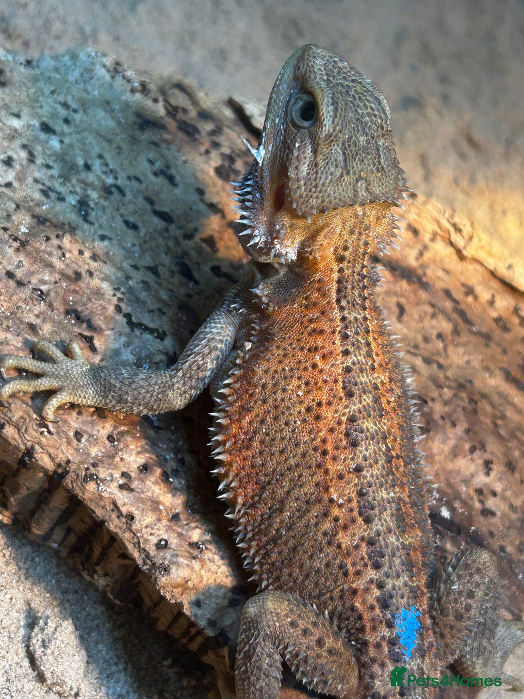 Bearded Dragon reptiles for sale: Bearded Dragons - stunning babies  - Image 5