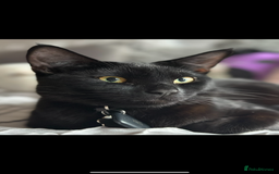 Mixed Breed cats for sale: 2 cats looking for a loving home  - Advert 6