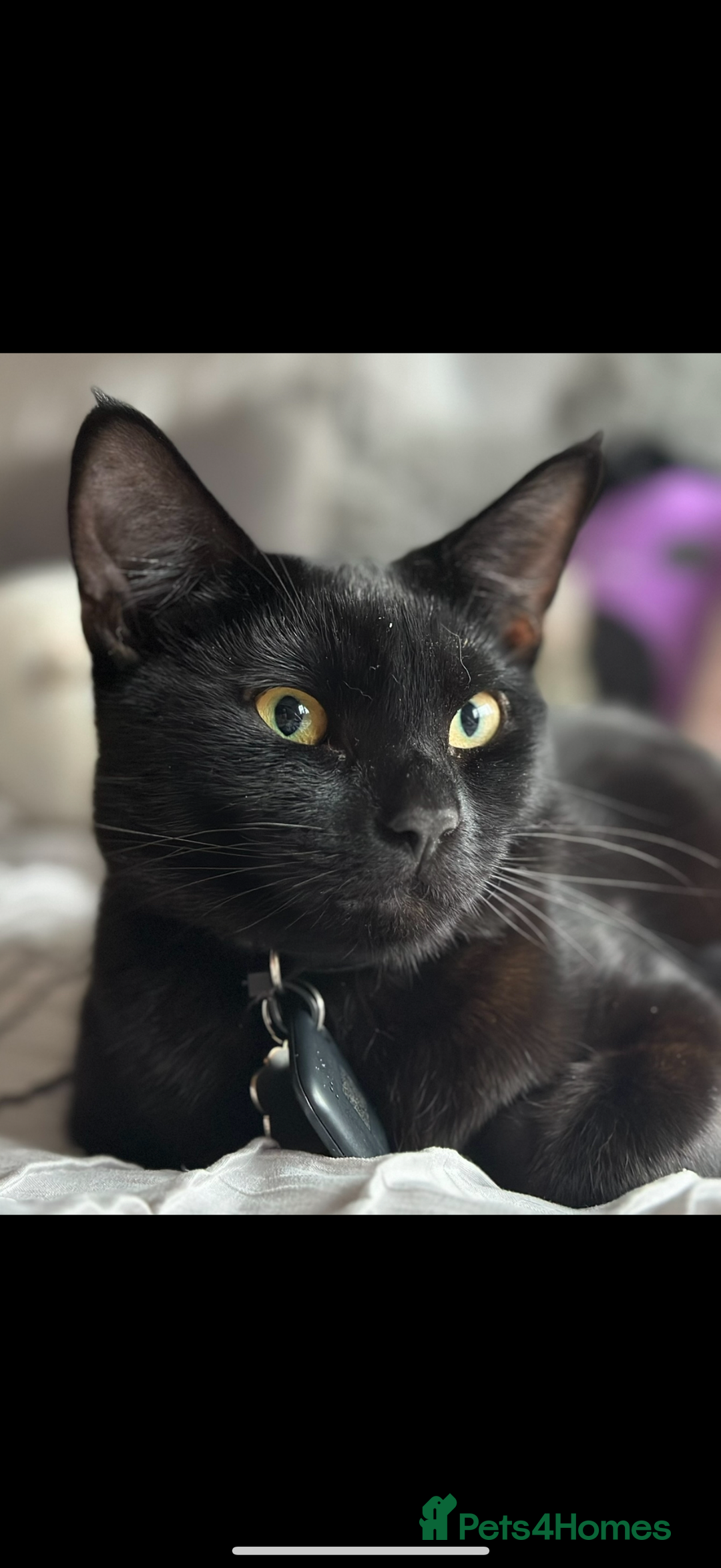 Mixed Breed cats for sale: 2 cats looking for a loving home  - Advert 6