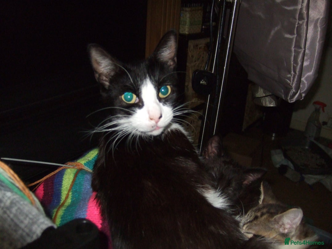 Mixed Breed cats for sale: kittens - Image 6