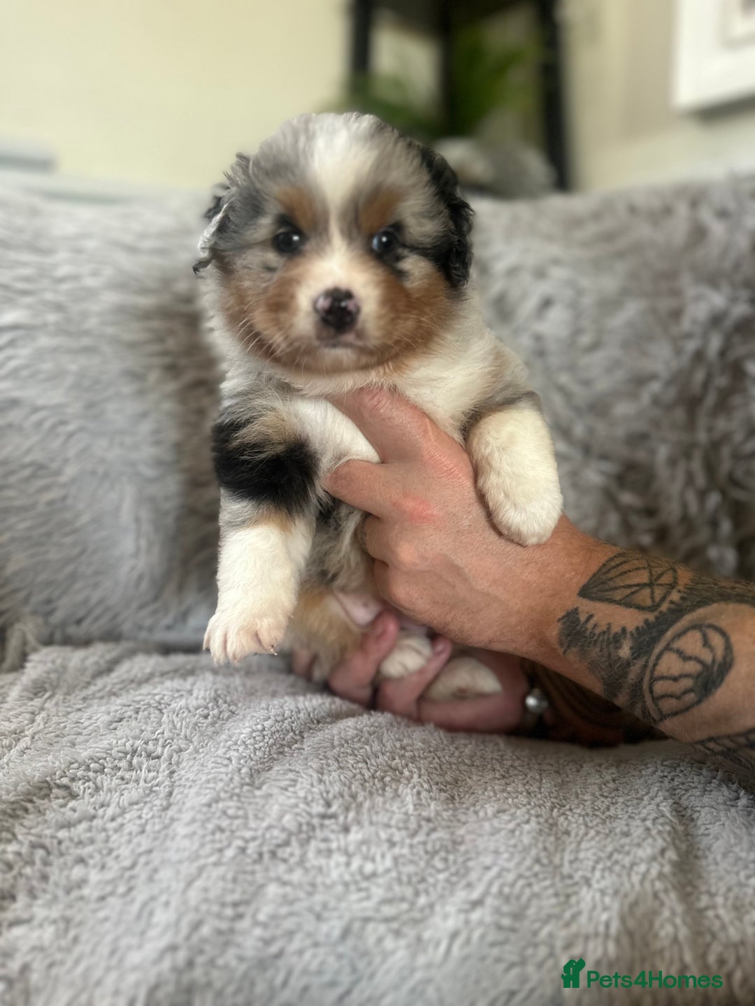 Australian Shepherd dogs for sale: 3 remaining- Beautiful Australian Shepherds  - Image 24