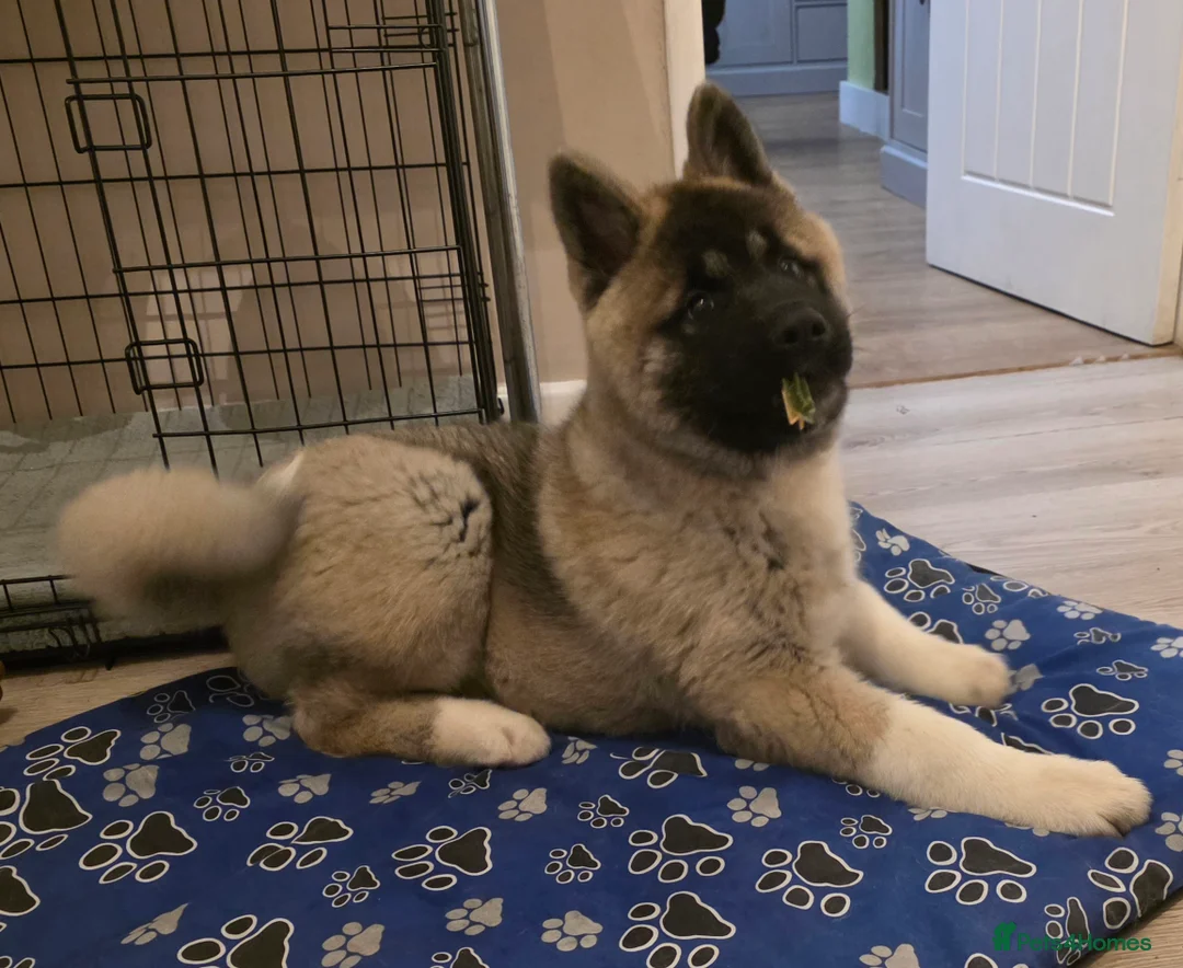Akita dogs for sale: Stunning male akita puppy - Advert 7